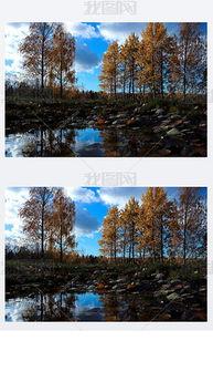 白杨资料背景,坚韧不拔的象征，探寻其背后的故事与精神