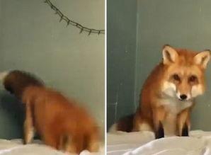狐狸的搞笑视频,萌态百出，笑料连连